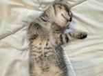 Not named yet - Domestic Kitten For Adoption - Mount Vernon&comma; NY&comma; US