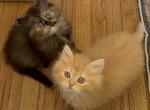 Doll Face Persian Kittens - Persian Kitten For Sale - Boyertown&comma; PA&comma; US