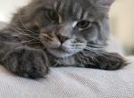 Boobo - Maine Coon Kitten For Sale - Astoria&comma; NY&comma; US