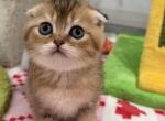 Monday - Scottish Fold Kitten For Sale - Longview&comma; TX&comma; US