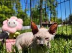 Canadian sphynx Sofia - Sphynx Kitten For Sale - Abington&comma; PA&comma; US