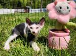 Canadian sphynx Spiderman - Sphynx Kitten For Sale - Abington&comma; PA&comma; US