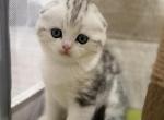 Friday - Scottish Fold Kitten For Sale - 