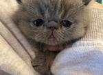 Gus - Exotic Kitten For Sale - MO&comma; US