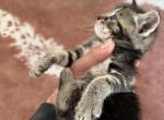 Maine coon Siamese mix Male - Domestic Kitten For Sale - Leominster&comma; MA&comma; US