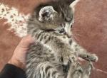 Female Maine Coon Siamese Mix - Domestic Kitten For Sale - Leominster&comma; MA&comma; US