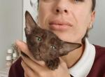Oriental Shorthair Cinnamon female - Oriental Kitten For Sale - Hollywood&comma; FL&comma; US