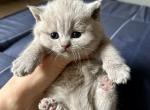 Lilly - British Shorthair Kitten For Sale - Woodland Park&comma; CO&comma; US