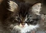 Lucky - Siberian Kitten For Sale - Milton Freewater&comma; OR&comma; US