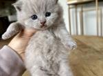 Plushy - British Shorthair Kitten For Sale - Woodland Park&comma; CO&comma; US