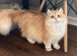 longhair - British Shorthair Kitten For Sale - Queens&comma; NY&comma; US