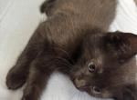Kitten available - American Shorthair Kitten For Sale - 