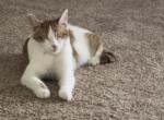 Pixie - American Shorthair Kitten For Sale - 