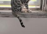 Aries - Bengal Cat For Sale - Berlin Center&comma; OH&comma; US
