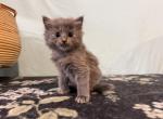 Indie - Ragdoll Kitten For Sale - Ozark&comma; MO&comma; US