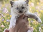 Seal Mink Mitted Tortie Female - Ragdoll Kitten For Sale - 