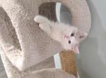 Ollie - Ragdoll Kitten For Sale - Nixa&comma; MO&comma; US