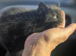 Precious - Domestic Kitten For Adoption - Rio Linda&comma; CA&comma; US