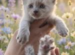 Blue Mink Male - Ragdoll Kitten For Sale - 