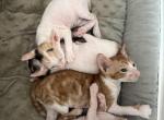 Austin TX Cornish Rex Kittens - Cornish Rex Kitten For Sale - 