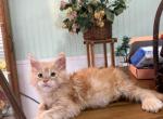 Maine Coon Kitten - Maine Coon Kitten For Sale - Round Rock&comma; TX&comma; US