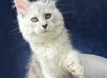 Ready to Travel Ussi - Maine Coon Kitten For Sale - NY&comma; US