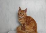 Poly Caesar Kitten - Maine Coon Kitten For Sale - NY&comma; US