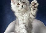Vanila - Maine Coon Kitten For Sale - NY&comma; US