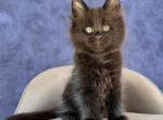 Adis - Maine Coon Kitten For Sale - NY&comma; US
