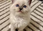 Ragdolls - Ragdoll Kitten For Sale - 