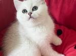 Bonnie - British Shorthair Kitten For Sale - NY&comma; US