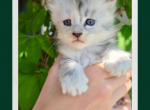 Sunshine - Maine Coon Kitten For Sale - 