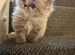 Persian litter - Persian Kitten For Sale - Canyon Lake&comma; TX&comma; US