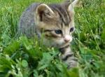 Coffee - Domestic Kitten For Sale - Winchester&comma; VA&comma; US