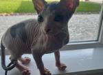 Lil Bit - Sphynx Kitten For Sale - 