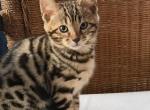 Dino - Bengal Kitten For Sale - Crown Point&comma; IN&comma; US