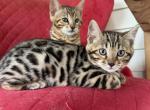 Coby - Bengal Kitten For Sale - Crown Point&comma; IN&comma; US
