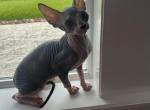 Coy - Sphynx Kitten For Sale - 