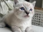 Mayonnaise - Munchkin Kitten For Sale - Salem&comma; OR&comma; US