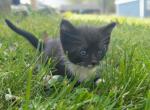 Mittens - Domestic Kitten For Sale - Winchester&comma; VA&comma; US