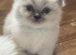 Yoda - Ragdoll Kitten For Sale - 