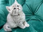 Leo - Scottish Straight Kitten For Sale - 