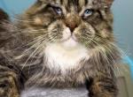 Beautiful guy like a pet - Maine Coon Cat For Sale - Grant Valkaria&comma; FL&comma; US