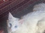 Sterling - Turkish Angora Cat For Sale - Santa Monica&comma; CA&comma; US