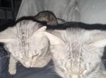 Luke and Leia - American Shorthair Cat For Sale - Corpus Christi&comma; TX&comma; US