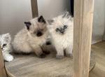 himalayan litter blue point girl and seal point bo - Himalayan Kitten For Sale - Barrington&comma; IL&comma; US