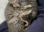 Storm and Sage - Domestic Kitten For Adoption - Canal Winchester&comma; OH&comma; US