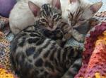 Patty's litter - Bengal Kitten For Sale - Rio Linda&comma; CA&comma; US