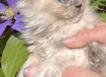 Olivia - Ragamuffin Kitten For Sale - Fairfax Station&comma; VA&comma; US