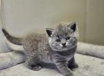 Sima - Scottish Straight Kitten For Sale - 